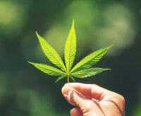 Hand holding fresh marijuana leaf nature background