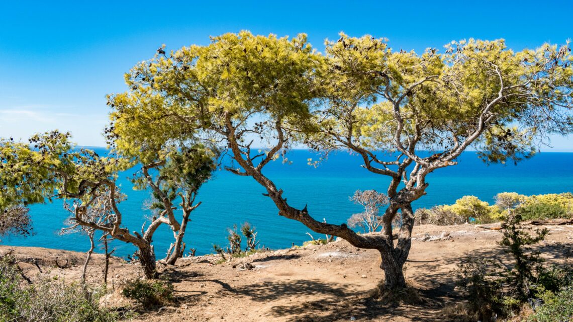 Vegetation growing on the coast of Korbous in Tunisia